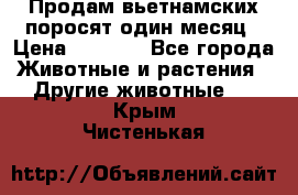 Продам вьетнамских поросят,один месяц › Цена ­ 3 000 - Все города Животные и растения » Другие животные   . Крым,Чистенькая